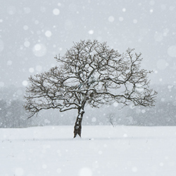 Winter trees-Kazuyuki Toriumi-bronze-NATURE-Trees -7494