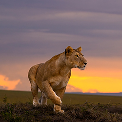 The First Step-Sujitt Manchini-finalist-NATURE-Wildlife -7806