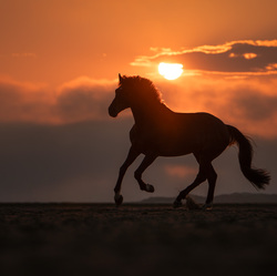 Evening Mood-Denise Strauch-finalist-SPECIAL-Pets -8526