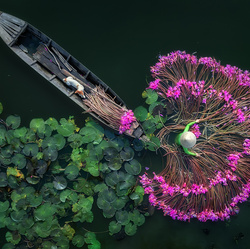 Lily flowers-Aung Chan Thar-gold-EDITORIAL-Travel-8742