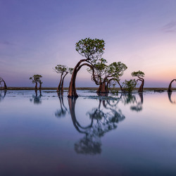 Dancing trees-Mohammed Muhtasib-bronze-NATURE-Trees -8157