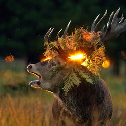 Casanova at sunrise-Saleel Tambe-bronze-NATURE-Wildlife -8160