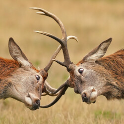 Clash of the Titans-Saleel Tambe-silver-NATURE-Wildlife -8837