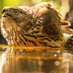 Goshawk Liquid Gold-Chris Brain-bronze-NATURE-Wildlife -8161