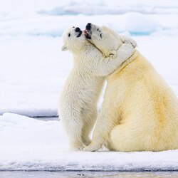 Bear Hug-Somdutt Prasad-silver-NATURE-Wildlife -8834