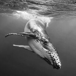 New Born Energy-Kimio Kobayashi-silver-NATURE-Underwater -8839