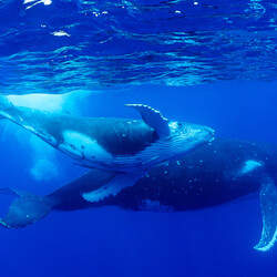 Growing Up at Ease-Kimio Kobayashi-finalist-NATURE-Underwater -8536