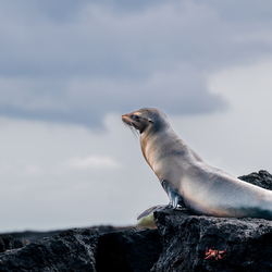 What A View From Here-Amit Misra-finalist-NATURE-Wildlife -8498