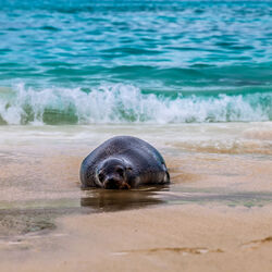 Too Lazy To Move-Amit Misra-finalist-NATURE-Wildlife -8499