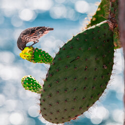 Is My Food Down There-Amit Misra-finalist-NATURE-Wildlife -8500