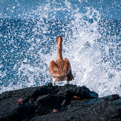 Natures Shower-Amit Misra-bronze-NATURE-Wildlife -8114