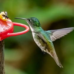 Find Your Own Flower-Amit Misra-finalist-NATURE-Wildlife -8514