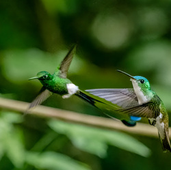 Catch Me If You Can-Amit Misra-finalist-NATURE-Wildlife -8515