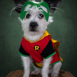 Charlie, the rescue pup!-Jason McCoy-finalist-SPECIAL-Pets -8538
