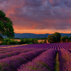 An Evening in France-Peter Lik-bronze-FINE ART-Landscape -8033
