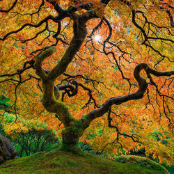 Enchanted Heart-Peter Lik-silver-FINE ART-Landscape -8799