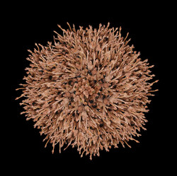 Dancers Flower #6-Howard Schatz-gold-FINE ART-Other -8753