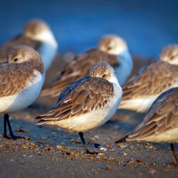 Sleeping birds-Mel Yukiina-finalist-NATURE-Wildlife -8595