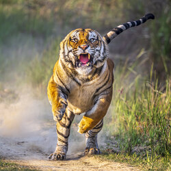 The Pilibhit Charger-Anuj Kumar Rawla-silver-NATURE-Wildlife -8896