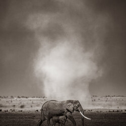 In the Realm of Giants-Randall Ball-silver-NATURE-Wildlife -8890