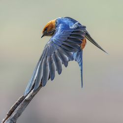 Lesser Striped Swallow wing stretching-Fabio CHIRONI-bronze-NATURE-Wildlife -8268