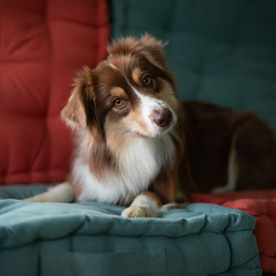 Beauty of Colors-Sabrina Paci-finalist-SPECIAL-Pets -8587