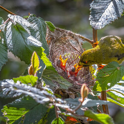 Bellbirds-Greg Primmer-finalist-NATURE-Wildlife -8593