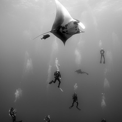 Hanging Divers-Jesper Bjarke Andersen-gold-NATURE-Underwater -8782