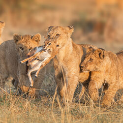 Unforgettable hunt story-Mohamed Khair-silver-NATURE-Wildlife -8937
