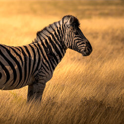 Etoshan Nomad-Tomoaki Katsuba-finalist-NATURE-Wildlife -8697