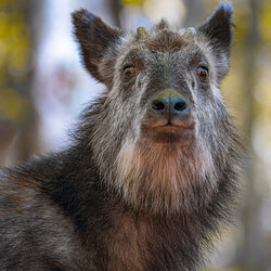 Fierce Silence-Hidekazu Nagai-finalist-NATURE-Wildlife -8710