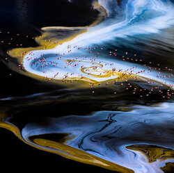 Unreal atmosphere-Alexandre BES-gold-NATURE-Wildlife -8786