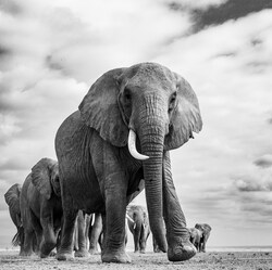 WHEN TIME STOOD STILL-Sheila Verghis-silver-NATURE-Wildlife -8904