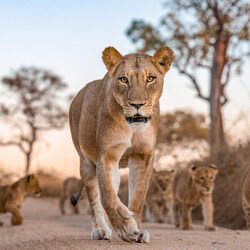 Mothers pride-Harry Skeggs-silver-NATURE-Wildlife -8911