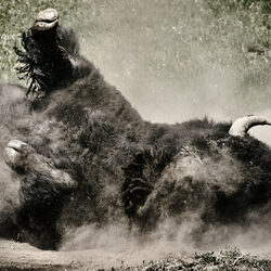 Rolling Bison-Nico Garstman-finalist-NATURE-Wildlife -8729
