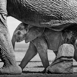 Under a Mother's Guidance-Alessandro Marena-gold-NATURE-Wildlife -8784