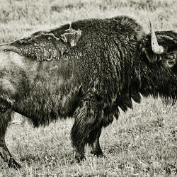 Yellowstone Bison-Nico Garstman-finalist-NATURE-Wildlife -8730