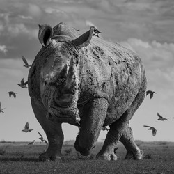 The Rhino and the Flock of Birds-Alessandro Marena-silver-NATURE-Wildlife -8930