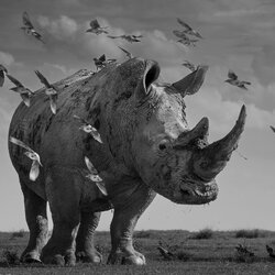 Jurassic Park-Alessandro Marena-silver-NATURE-Wildlife -8931