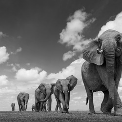 Magic Amboseli-Alessandro Marena-gold-NATURE-Wildlife -8785