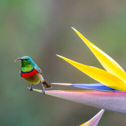 Sunbird-Laimute Kuriene-finalist-NATURE-Wildlife -8691