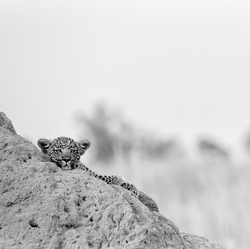 Coming Home-Alexandra Wood-silver-NATURE-Wildlife -8948