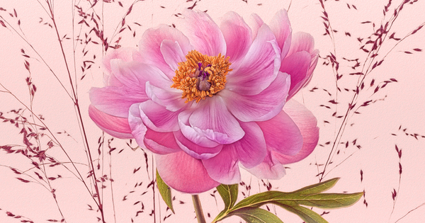 Photographer DUSCHAN TOMIC Pink Peony ONE EYELAND