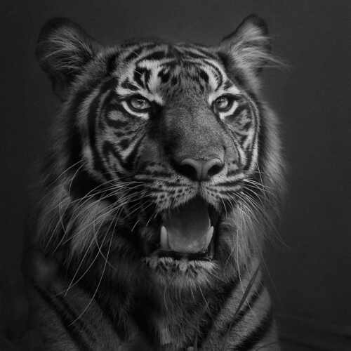 photographer of week