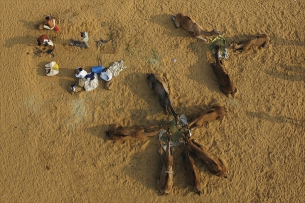 Photograph Nicolas Chorier Camels Star on One Eyeland