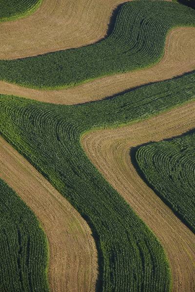 Photograph Larry Hamill Corn Field on One Eyeland