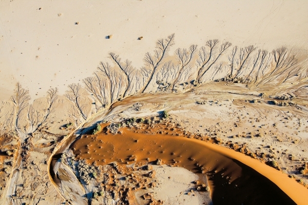 Photograph Michael Poliza Dune Trees on One Eyeland