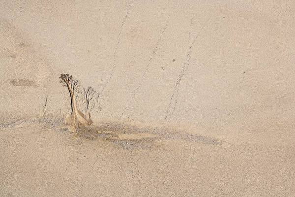 Photograph Michael Poliza Erosion Tree on One Eyeland