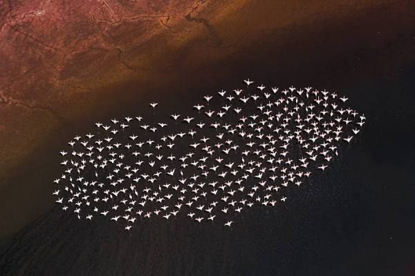 Photograph Michael Poliza Flamingo Heart on One Eyeland