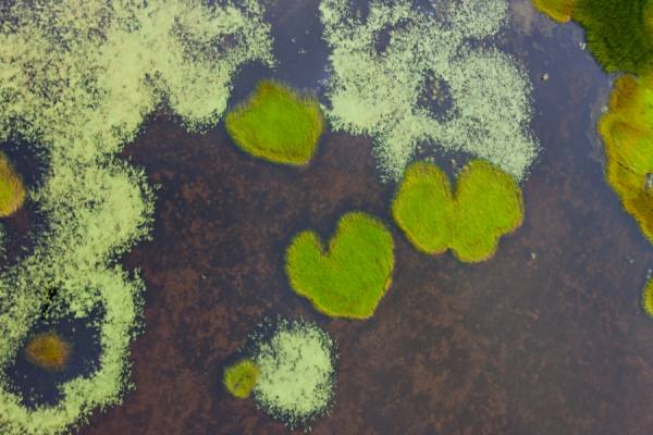 Photograph Michael Poliza Green Heart on One Eyeland
